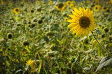 Sunflower Stock Photo Sunflower Stock Photo