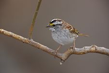 White-throated Sparrow (Zonotrichia Albicollis) Stock Photo
