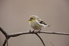 American Goldfinch (Carduelis Tristis Tristis) Royalty Free Stock Photography
