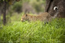 Leopard In Tall Grass Royalty Free Stock Photos