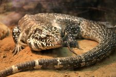 Lizard Stock Photos Lizard Stock Photos