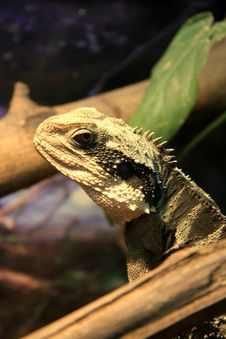 Lizard Royalty Free Stock Photography Lizard Royalty Free Stock Photography