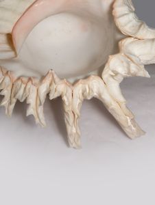 Rams Murex Shell Stock Photos Rams Murex Shell Stock Photos
