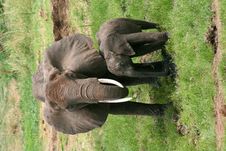 Mother And Baby Elephant Stock Photography
