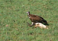 Vulture Royalty Free Stock Photography