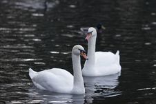 Swans Pair In Cold Water Stock Photos Swans Pair In Cold Water Stock Photos