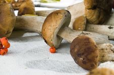 Mushrooms Stock Images