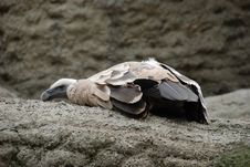 Vulture Stock Photo Vulture Stock Photo