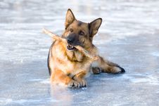 German Shepherd Royalty Free Stock Photography German Shepherd Royalty Free Stock Photography