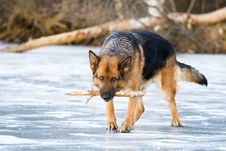 German Shepherd Stock Photos German Shepherd Stock Photos