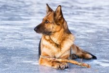 German Shepherd Stock Images German Shepherd Stock Images