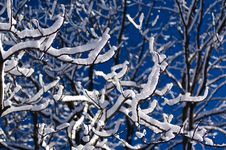 Winter Forest Against The Blue Sky Royalty Free Stock Photo Winter Forest Against The Blue Sky Royalty Free Stock Photo