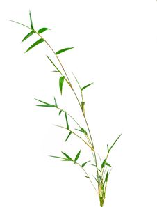Bamboo Royalty Free Stock Photography Bamboo Royalty Free Stock Photography