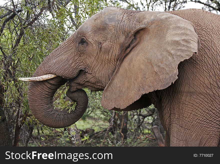 An African elephant feeding on trees