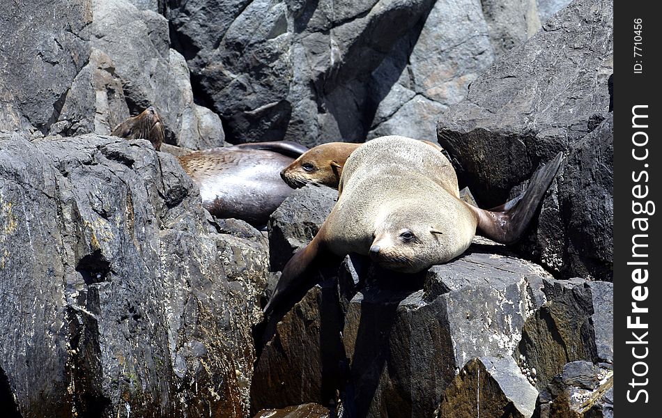 Australian Fur Seals, Tasmania, Australia