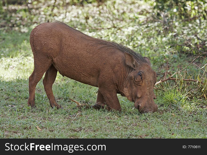 A warthog (phacochoerus aethiopicus) rooting for food. A warthog (phacochoerus aethiopicus) rooting for food.
