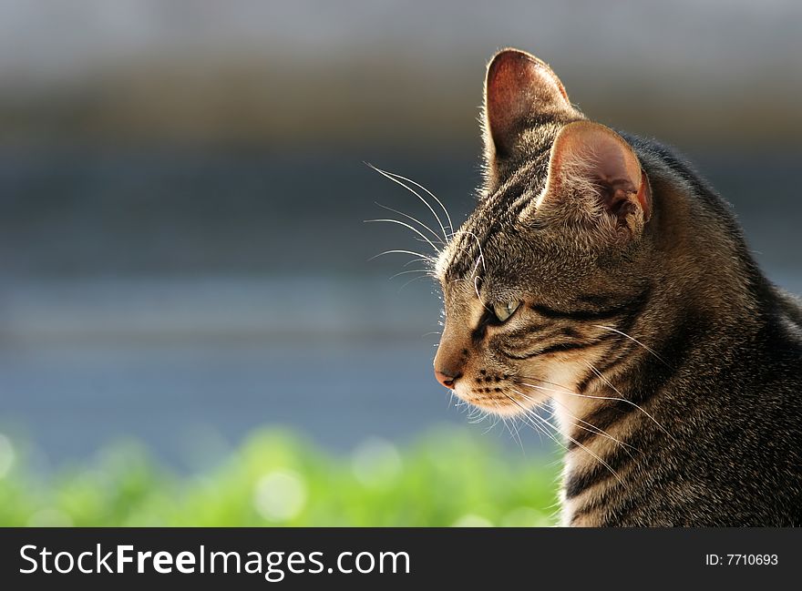 European cat foreground profile outdoor. European cat foreground profile outdoor