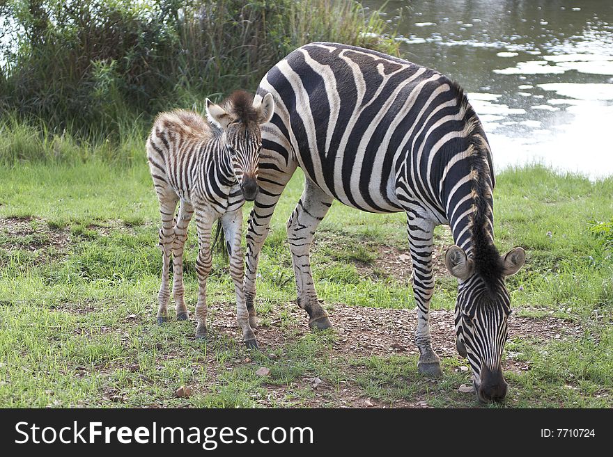 Zebra and foal grazing