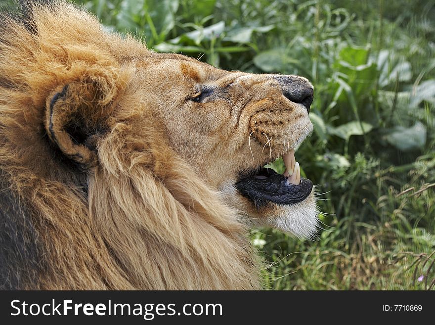 Male lion, close up portrait. Male lion, close up portrait
