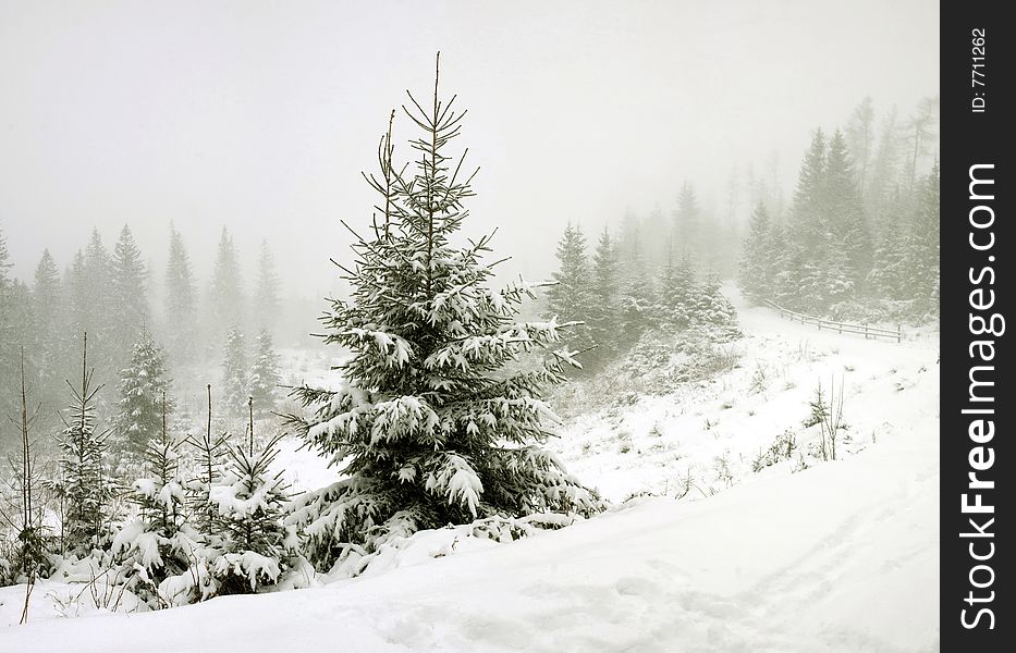Stock photo: an image of nice fir-trees in winter forest