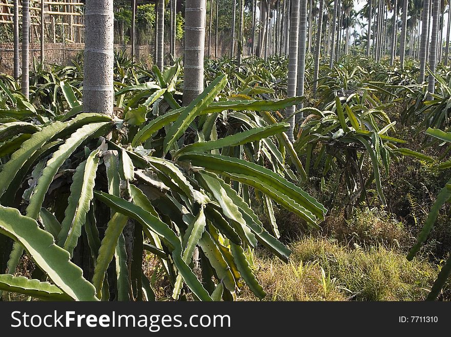 This is mixed agriculture.  Dragon fruit, the cactus like plant and palm trees.  The palm is probably Betel Nut in this case. This is mixed agriculture.  Dragon fruit, the cactus like plant and palm trees.  The palm is probably Betel Nut in this case.