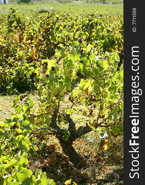 Vineyard, grape fields in mediterranean Spain