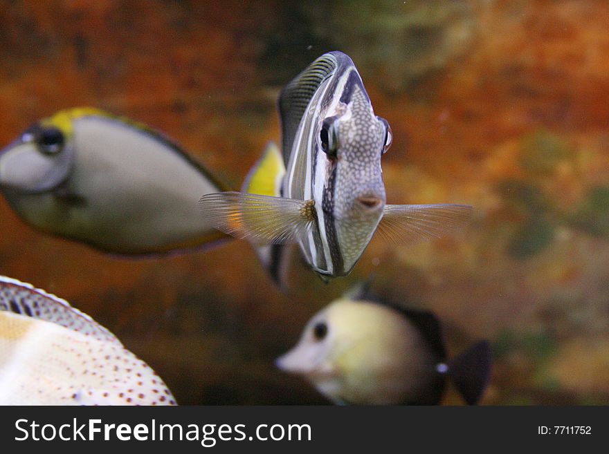 Color fishes in a aquarium