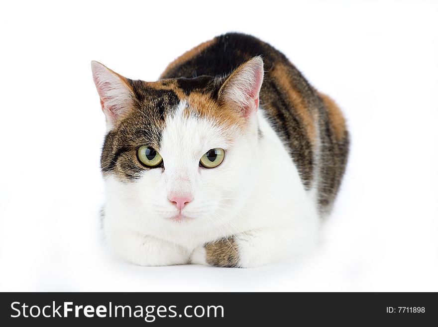 Spotted cat, isolated on white background