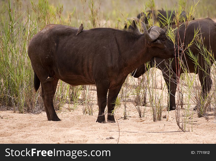 Buffalo bull in Kruger park