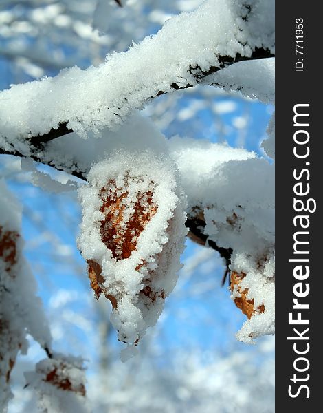 Idyllic snowy leaf on a branch