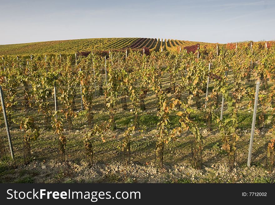 Vineyard in autumn - sunny day