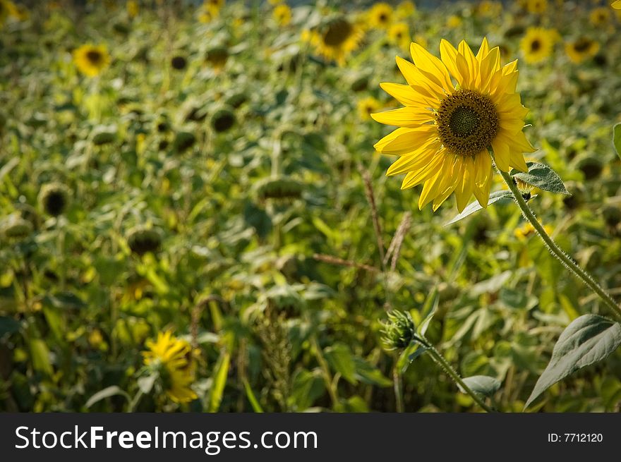 Wind beaten sunflower in field. Shallow depth of field and copy space. Slight vignette applied