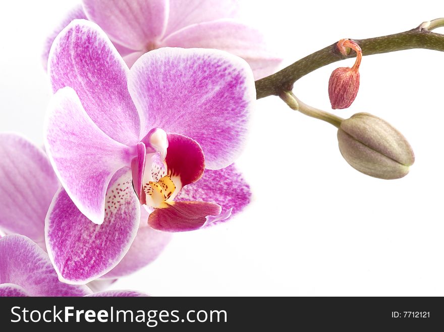 Close up of pink orchid