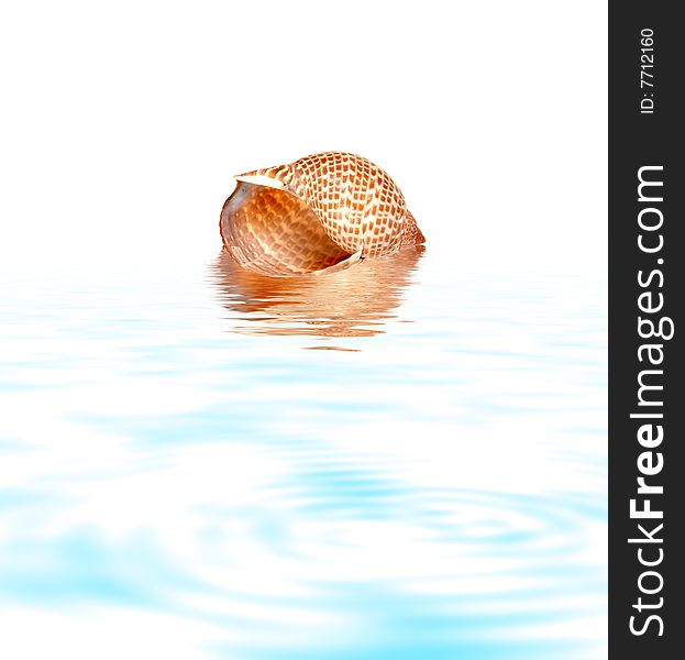Shell in water