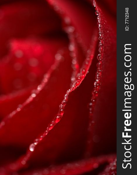 Macro of red rose petals with water drops