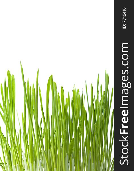 Fresh Green Grass Isolated