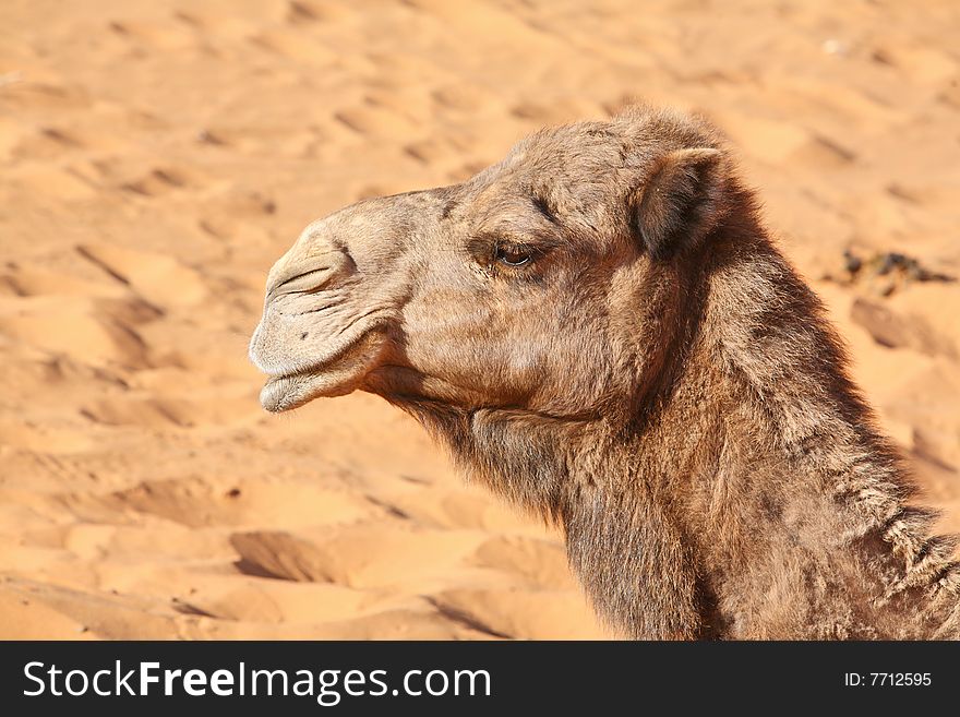 Camel head against the desert background