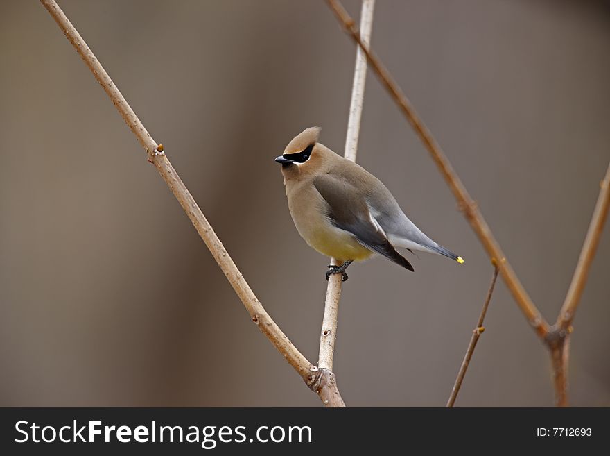 Cedar Waxwing (Bombycilla cedorum cedorum) on branch.