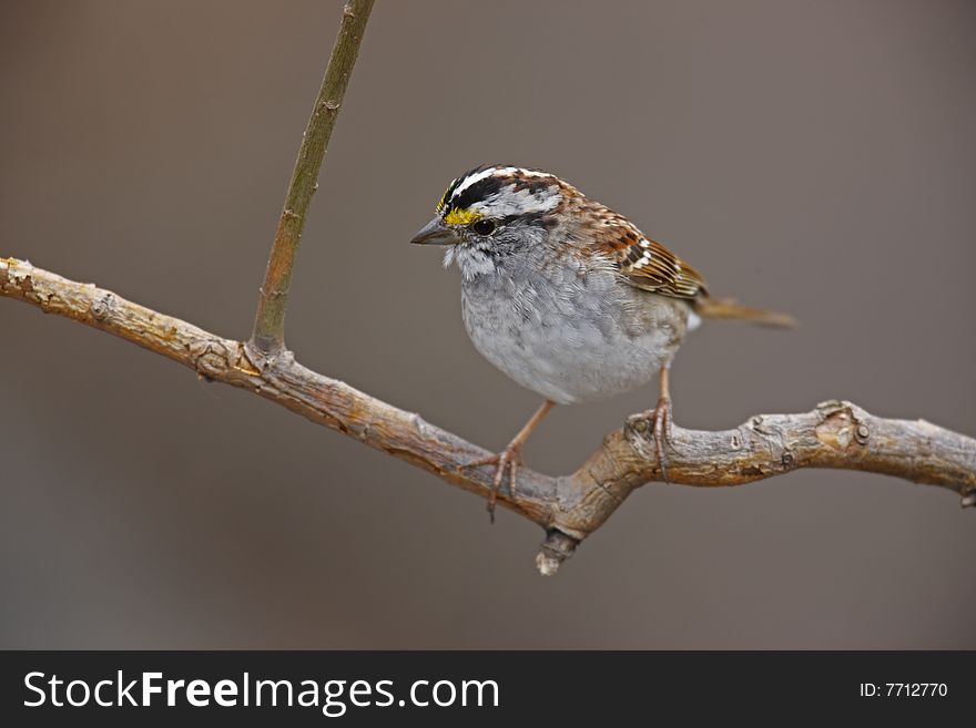 White-throated Sparrow (Zonotrichia albicollis)