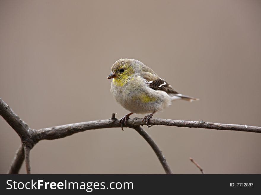 American Goldfinch (Carduelis tristis tristis), female in molt to breeding plumage sitting on small branch.