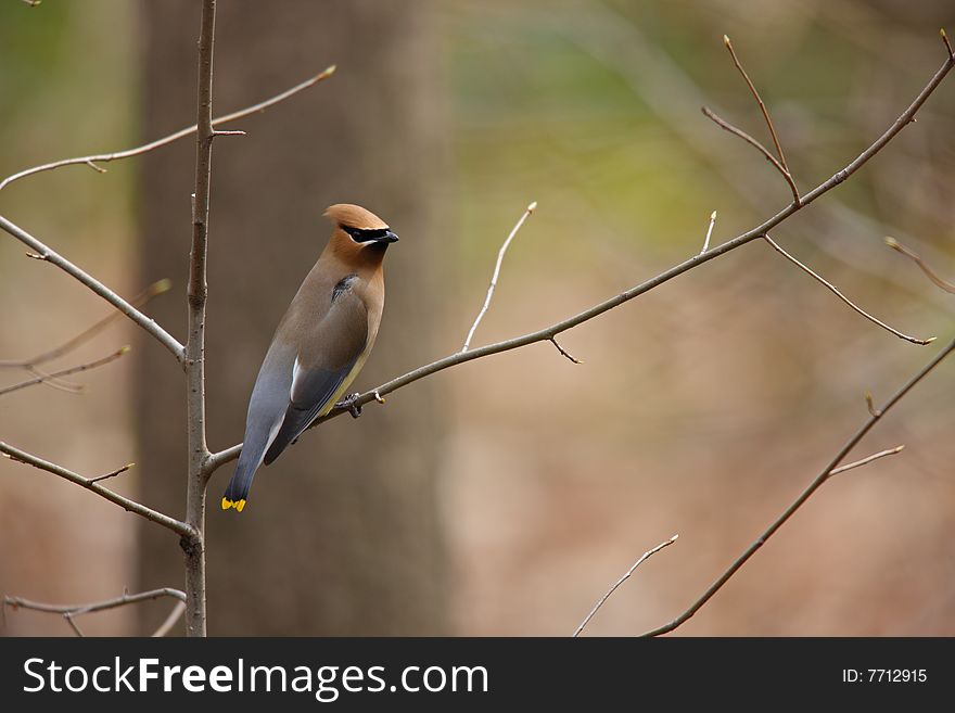 Cedar Waxwing (Bombycilla cedorum cedorum)