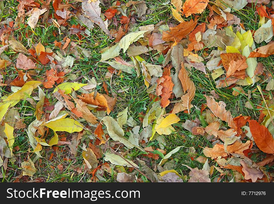 Autumn leaves on green grass to backrground