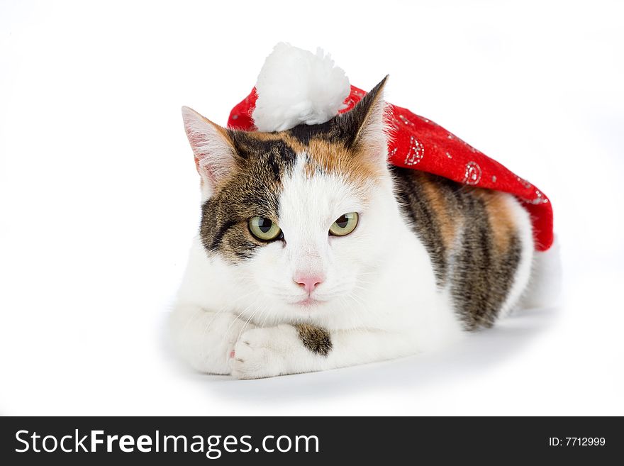 Spotted cat and a santa hat, isolated