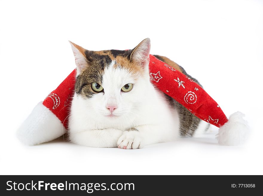 Spotted cat and a santa hat, isolated