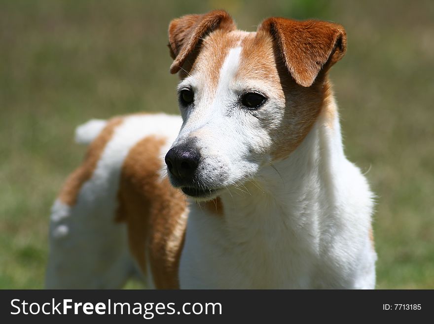 A jack Russell dog in a field with his ears pointed attentively listening for instructions