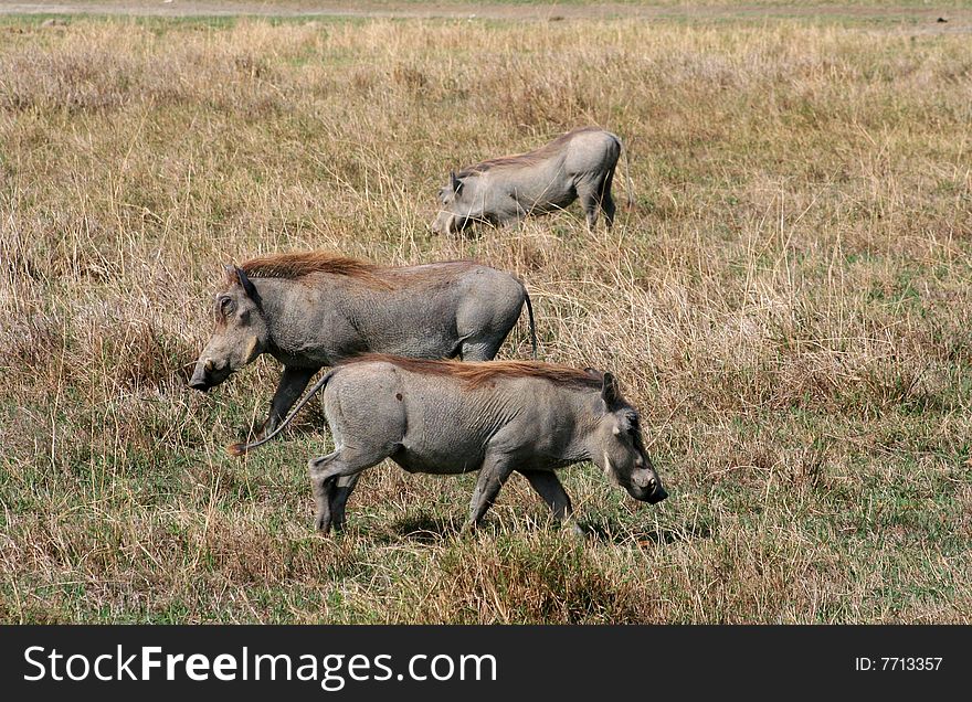 Three warthogs digging in the dirt for food
