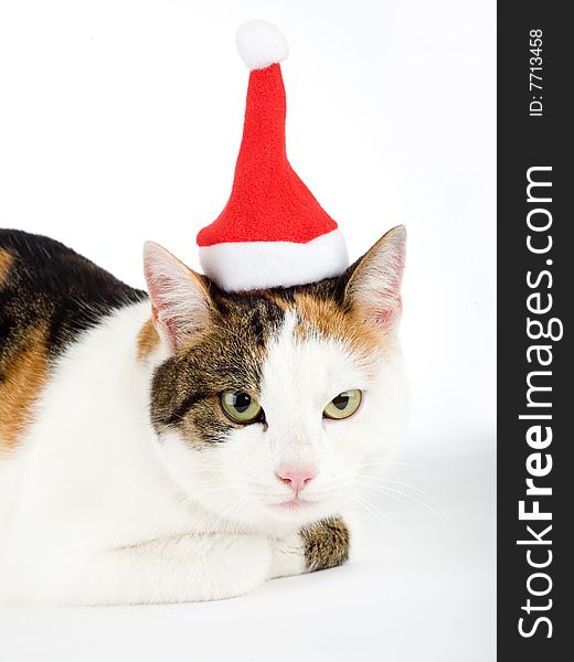 Spotted cat and a santa hat, isolated