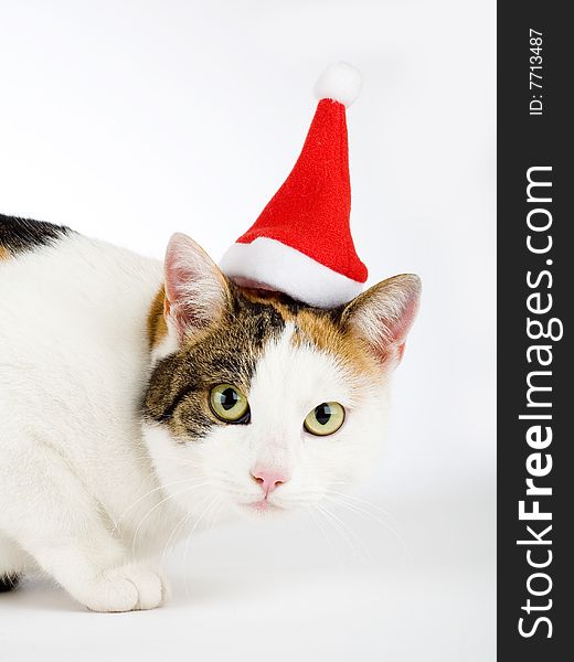 Spotted cat and a santa hat, isolated