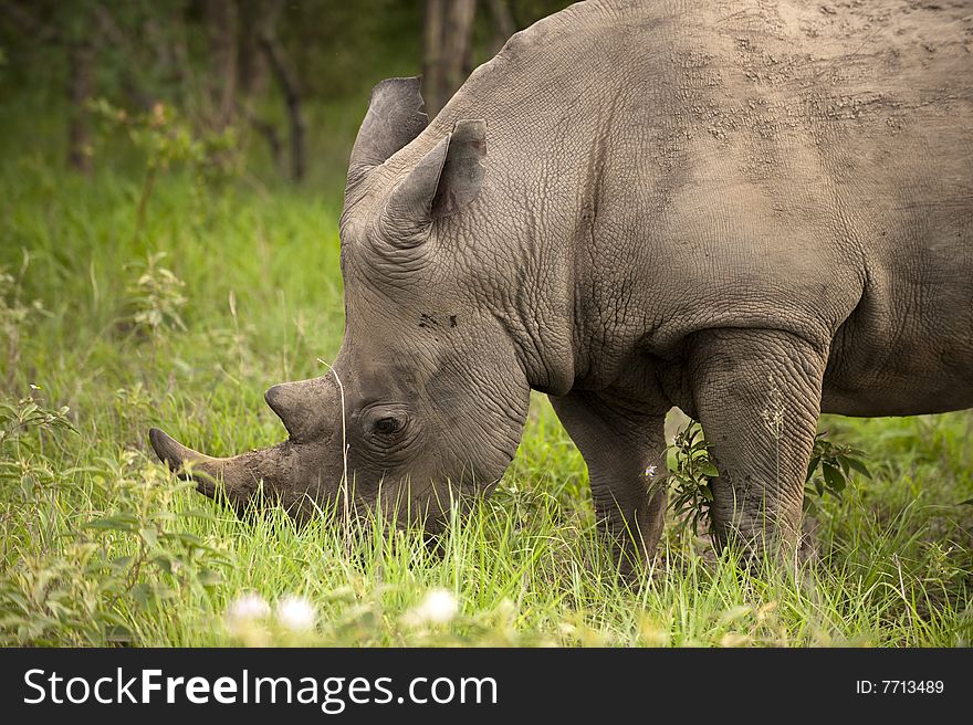 Rhino in Kruger park, South Africa