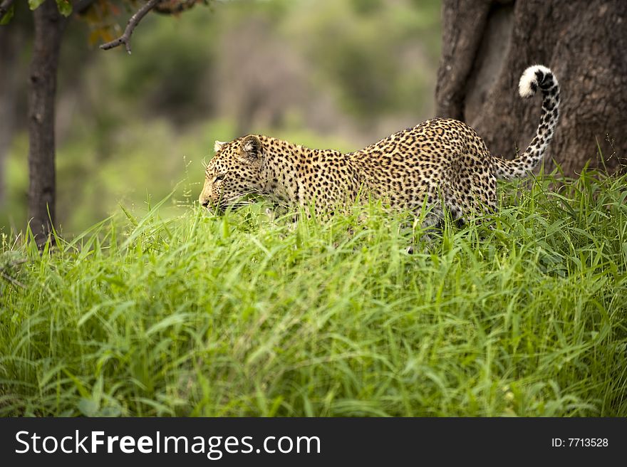 Leopard in tall grass in Kruger Park